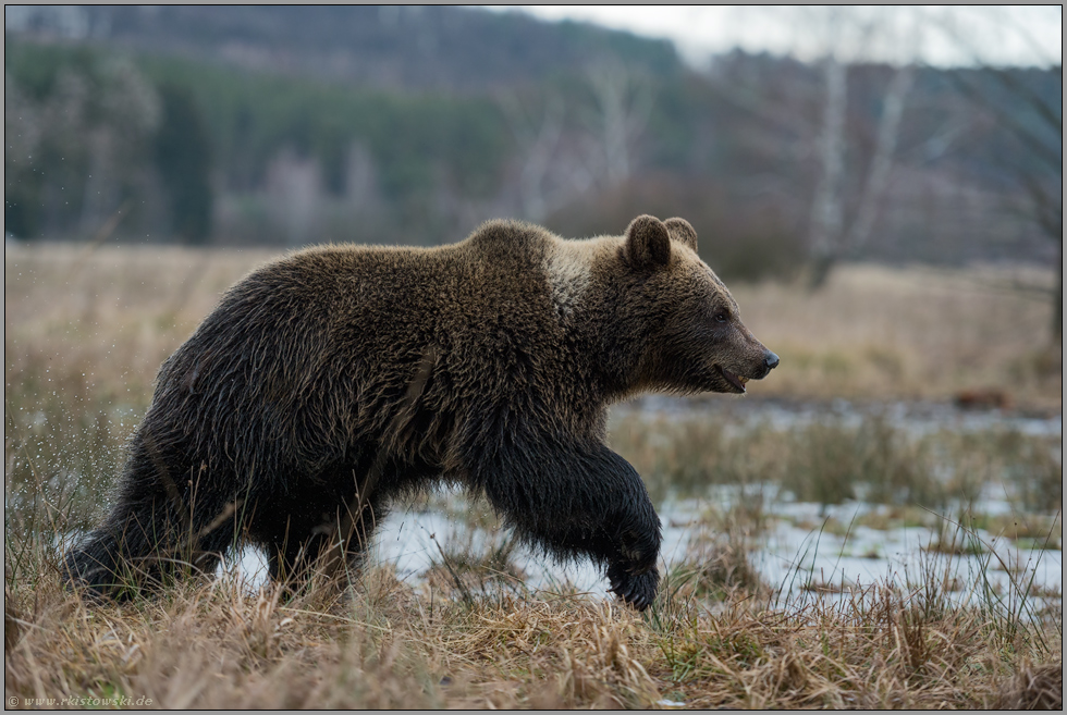 umherziehend... Europäischer Braunbär *Ursus arctos*