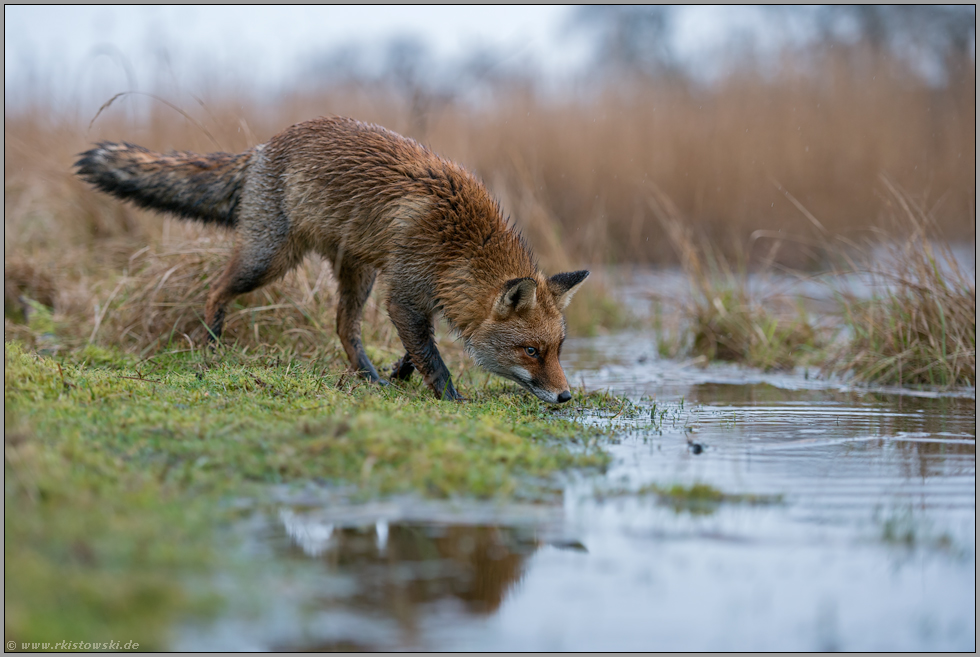 am Wasser... Rotfuchs *Vulpes vulpes*