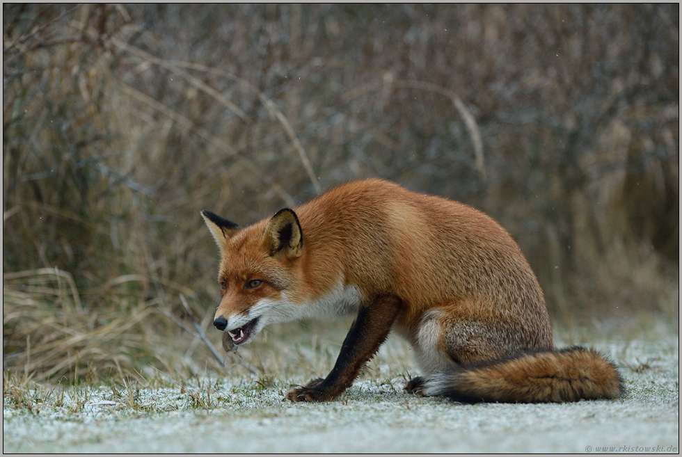 genüßlich... Rotfuchs *Vulpes vulpes*