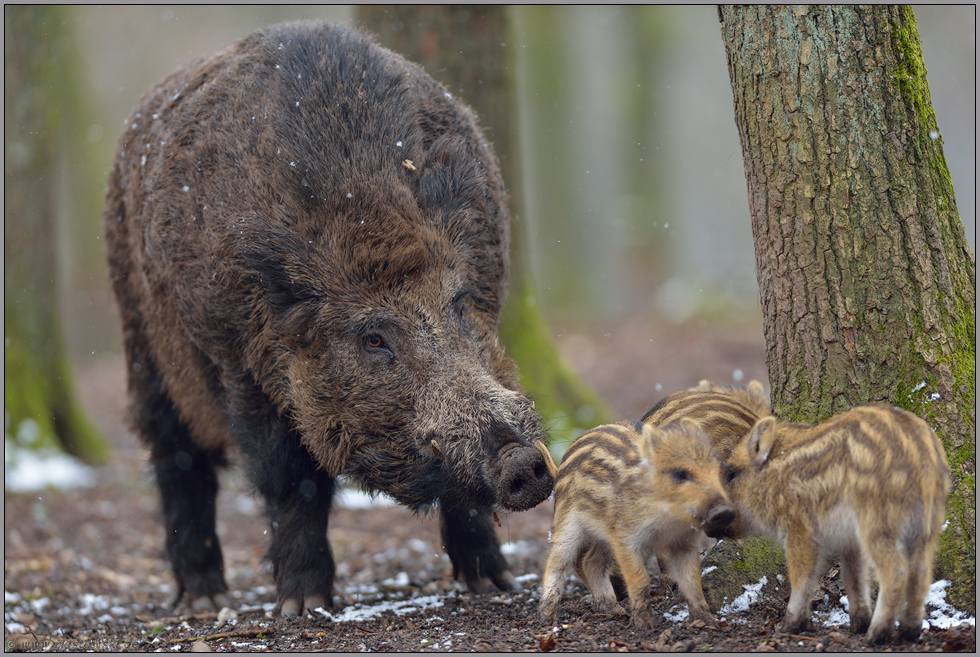 Nachwuchs... Wildschwein *Sus scrofa*