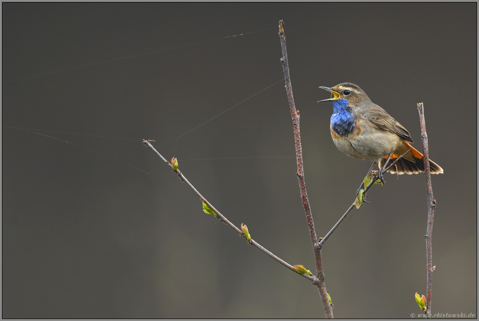 singend... Blaukehlchen *Luscinia svecica*