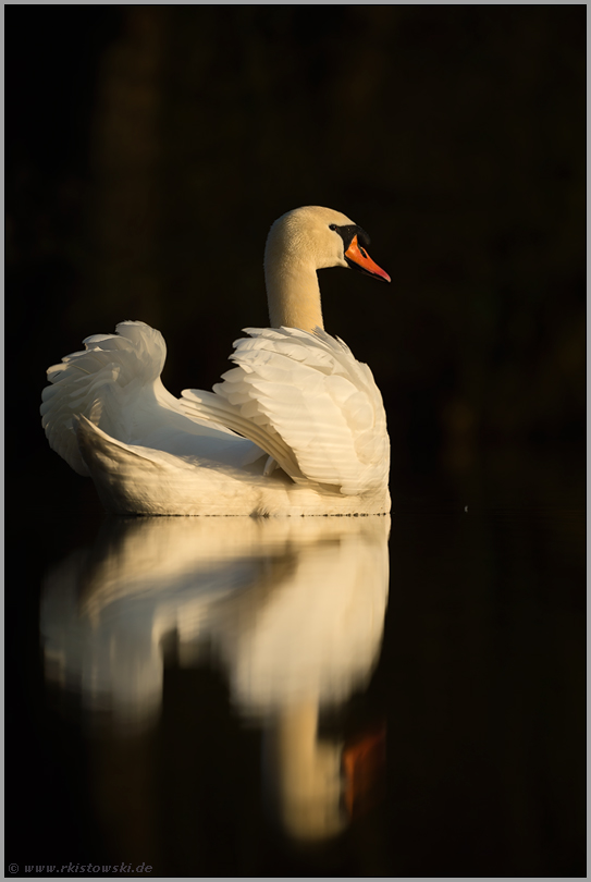 Schwanensee... Höckerschwan *Cygnus olor*