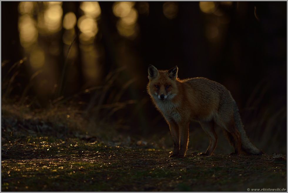 im richtigen Augenblick... Rotfuchs *Vulpes vulpes*