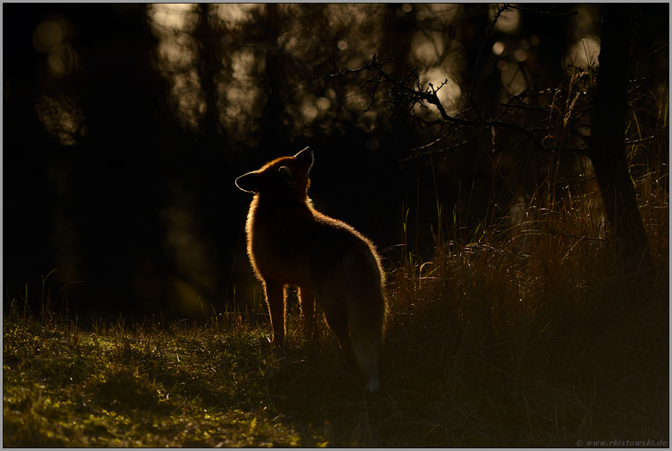 interessiert... Rotfuchs *Vulpes vulpes*