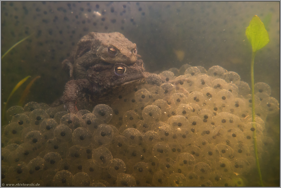 mitten im Froschlaich... Erdkröten *Bufo bufo*