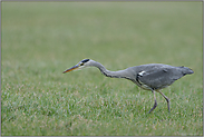 auf leiser Jagd... Graureiher *Ardea cinerea*