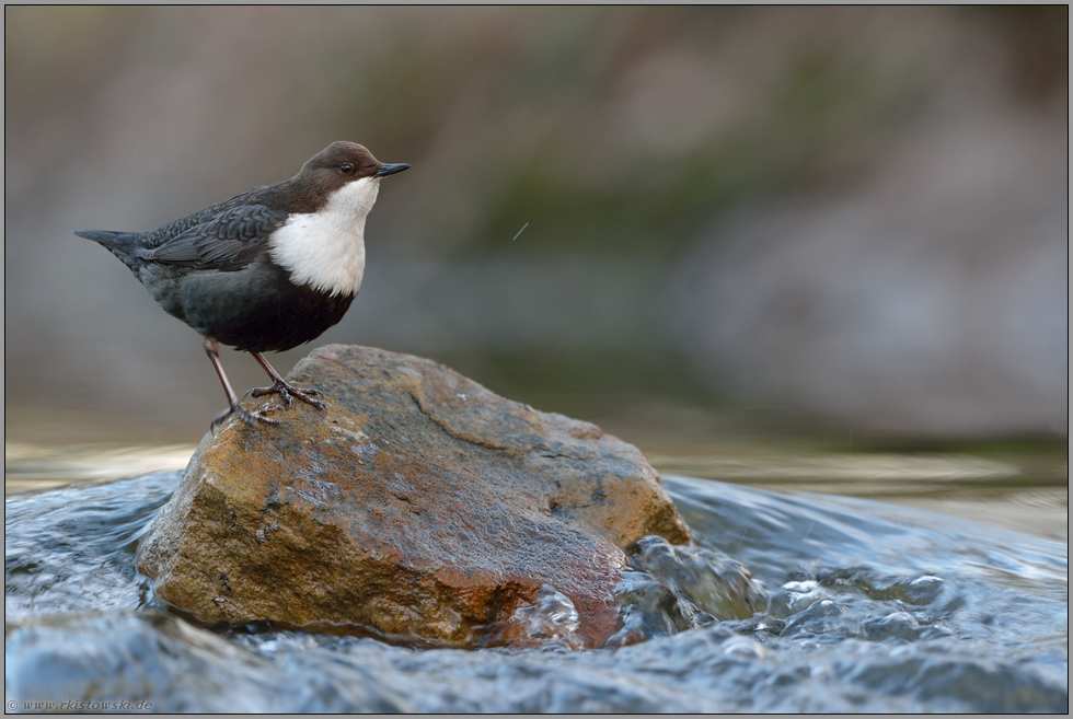 Übersicht... Wasseramsel *Cinclus cinclus *