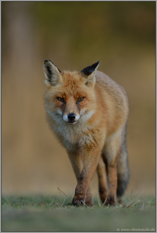 auf leisen Pfoten... Rotfuchs *Vulpes vulpes*