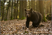 stürmisch... Europäischer Braunbär *Ursus arctos*