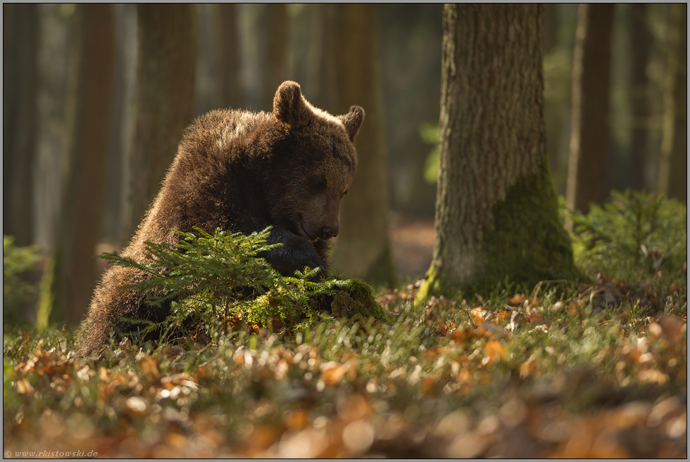 Nahrungssuche... Europäischer Braunbär *Ursus arctos*