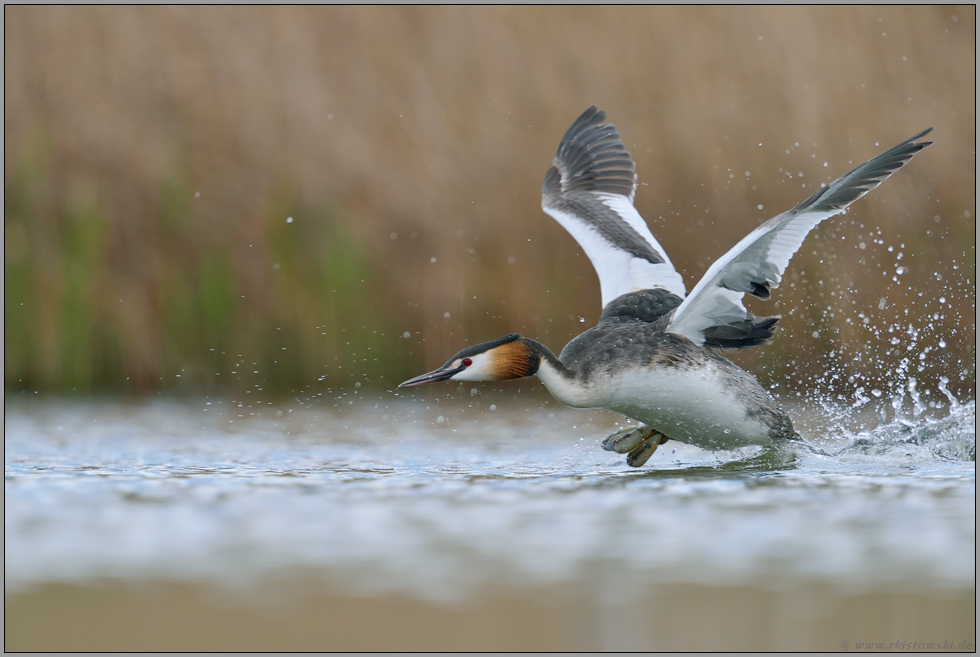 Aufbruch... Haubentaucher *Podiceps cristatus*