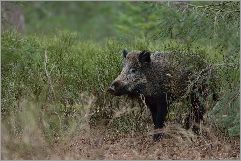 ein Schwein... Wildschwein *Sus scrofa*