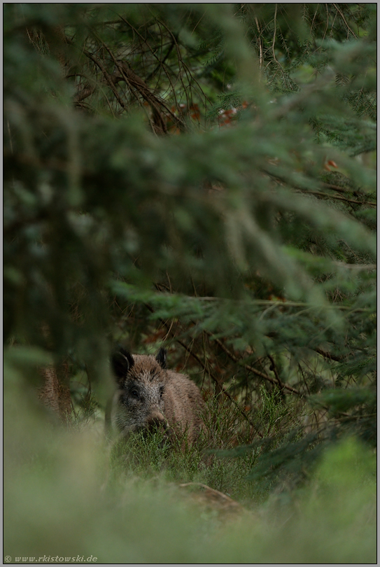 unauffällig... Wildschwein *Sus scrofa*