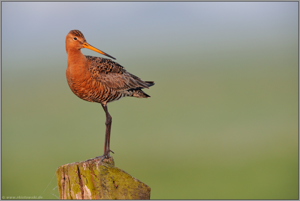 auf Wache... Uferschnepfe *Limosa limosa *