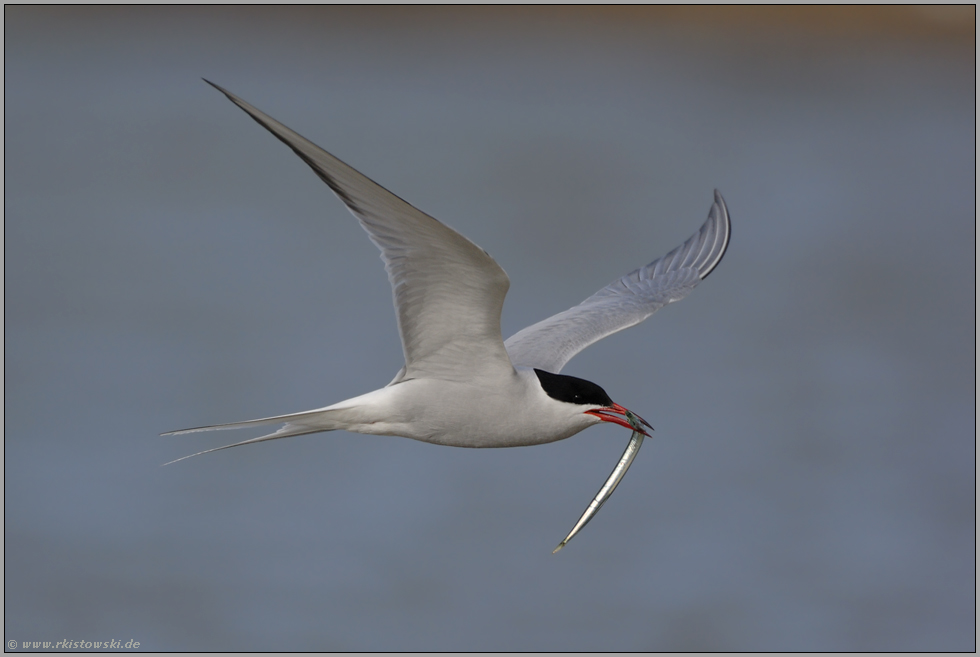 Leibspeise Sandaal... Flussseeschwalbe *Sterna hirundo*