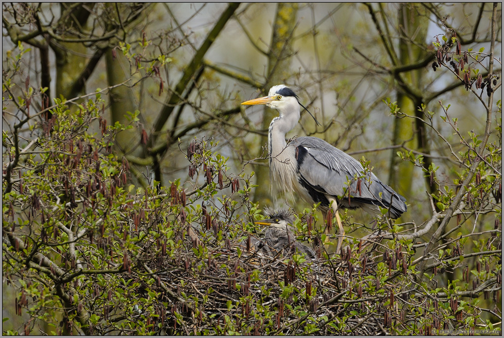 am Nest... Graureiher *Ardea cinerea*