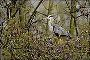 am Nest... Graureiher *Ardea cinerea*