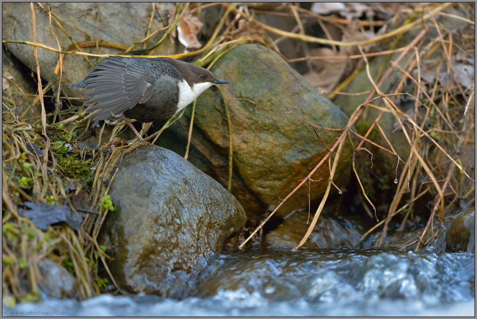 Flügelrecken... Wasseramsel *Cinclus cinclus *