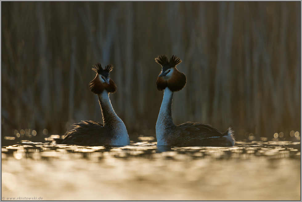 zwei, die sich mögen... Haubentaucher *Podiceps cristatus*