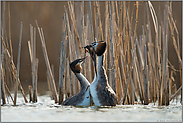 Hochzeitsgeschenke... Haubentaucher *Podiceps cristatus*