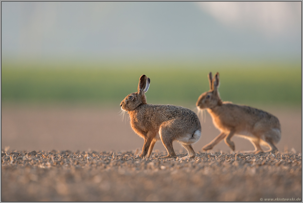 auf dem Sprung... Feldhasen *Lepus europaeus*, eine zunehmend bedrohte Art