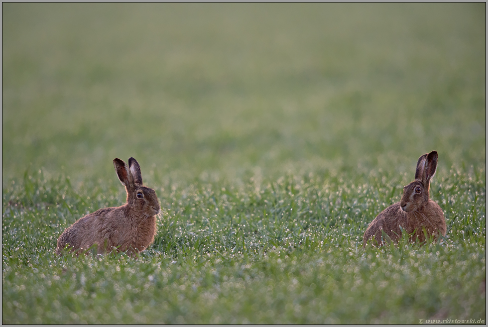 inmitten von Tautropfen... Feldhasen *Lepus europaeus*