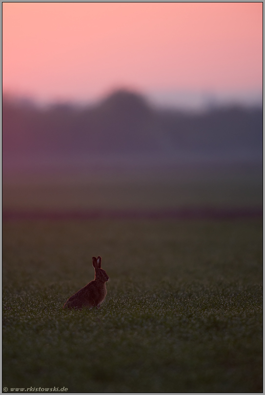 Morgenröte... Feldhase *Lepus europaeus*