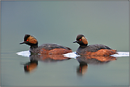 zu zweit... Schwarzhalstaucher *Podiceps nigricollis*