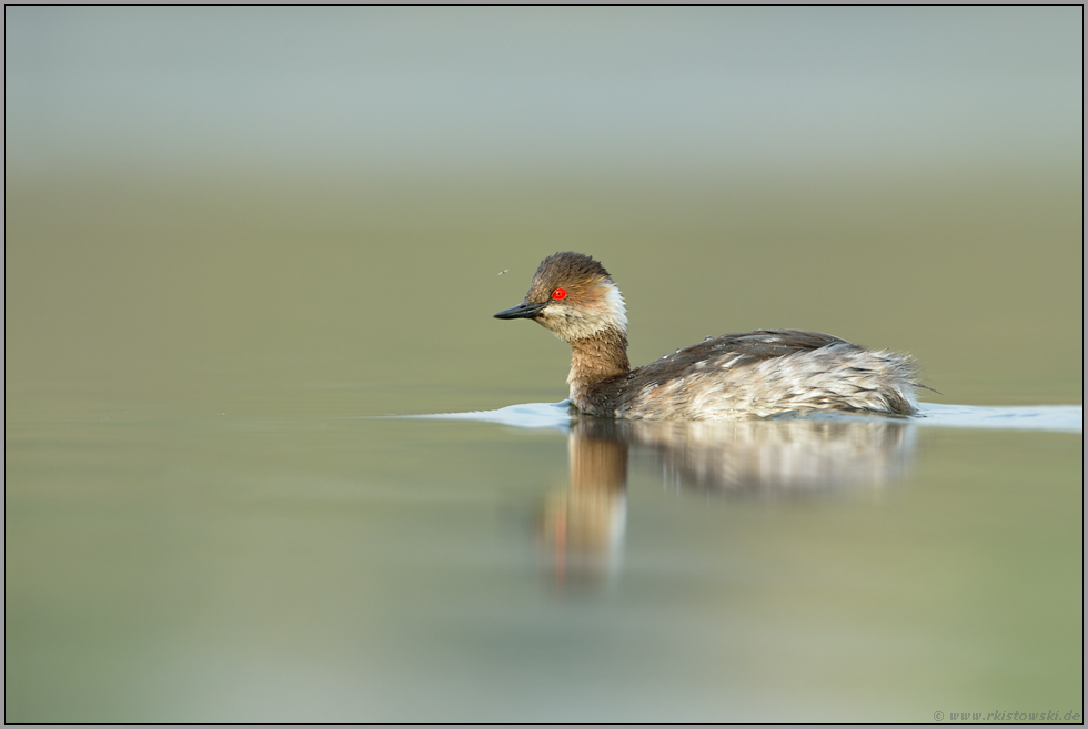 ein Jungvogel... Schwarzhalstaucher *Podiceps nigricollis*