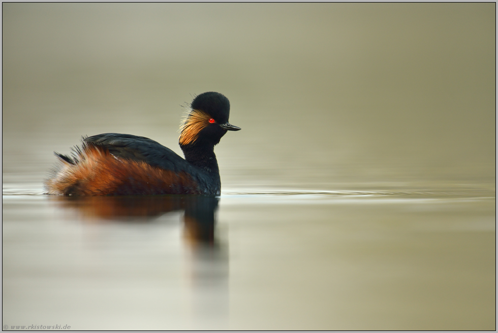 prachtvoll... Schwarzhalstaucher *Podiceps nigricollis*