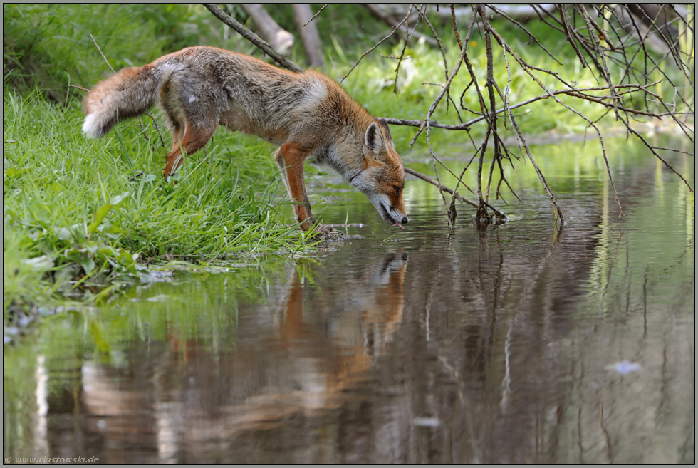 Flüssigkeitsbedarf... Rotfuchs *Vulpes vulpes*