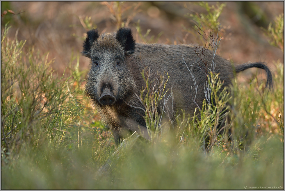 am hellen Tag... Wildschwein *Sus scrofa*