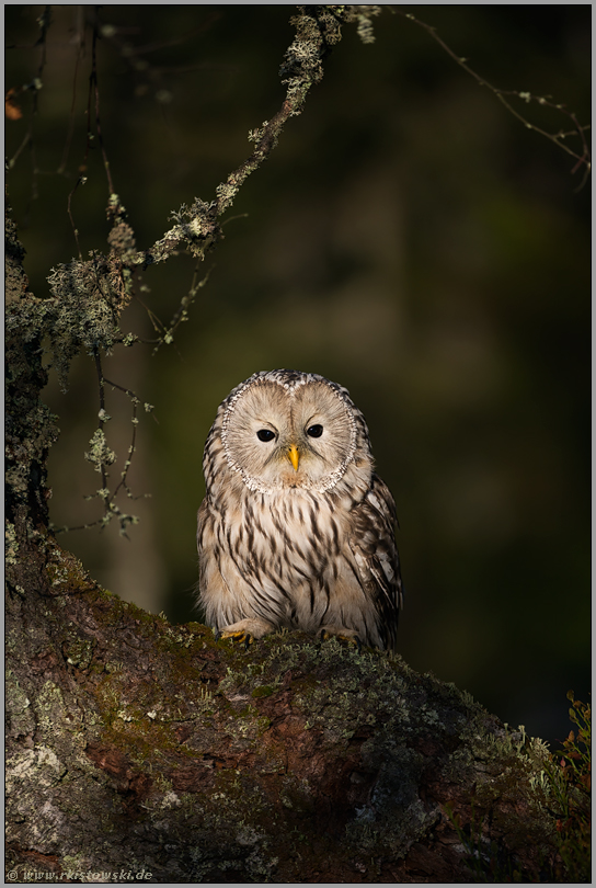 Eulen in Europa... Habichtskauz *Strix uralensis*