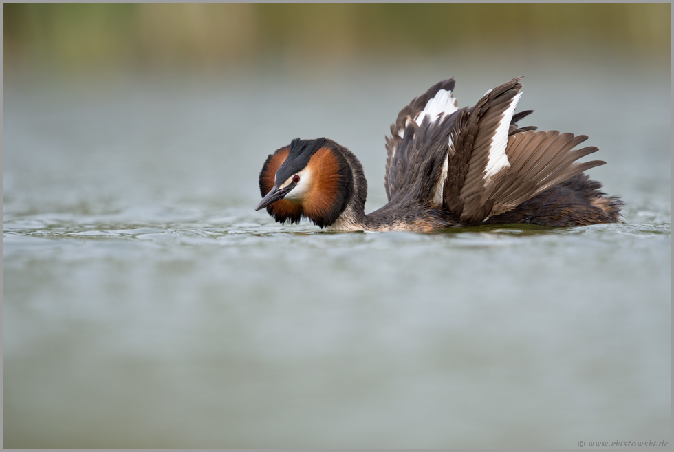 Katzenbuckel... Haubentaucher *Podiceps cristatus*