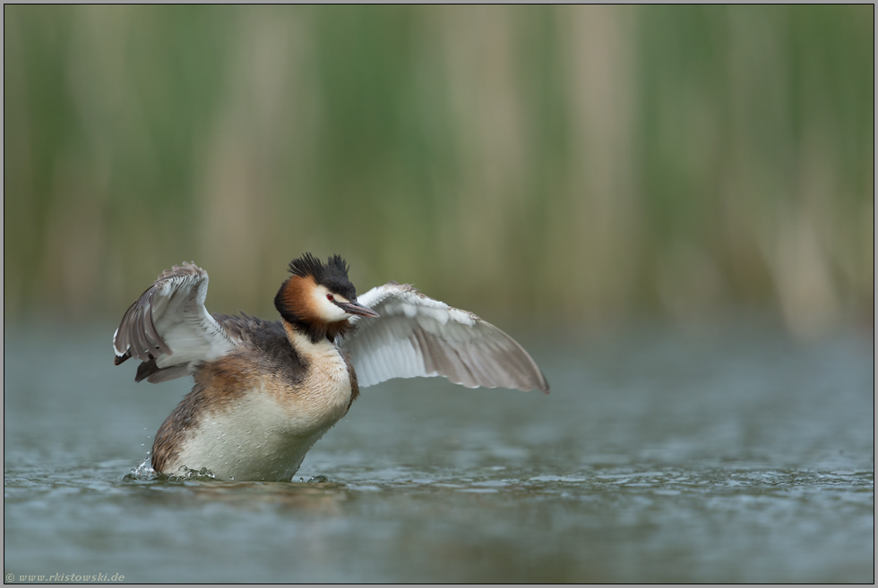 ausgebreitete Flügel... Haubentaucher *Podiceps cristatus*