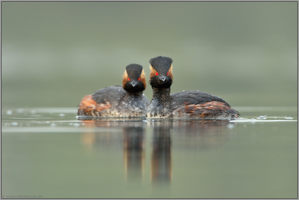 klack, klack... Schwarzhalstaucher *Podiceps nigricollis*