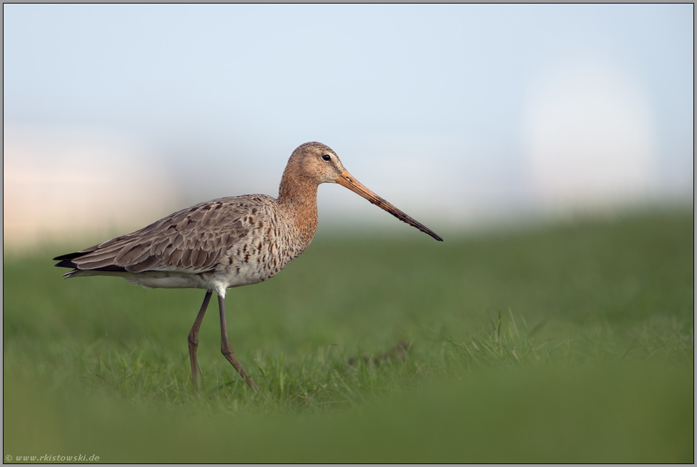 alles eine Sache der Perspektive... Uferschnepfe *Limosa limosa*