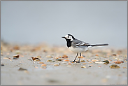 am Muschelstrand... Bachstelze *Motacilla alba*