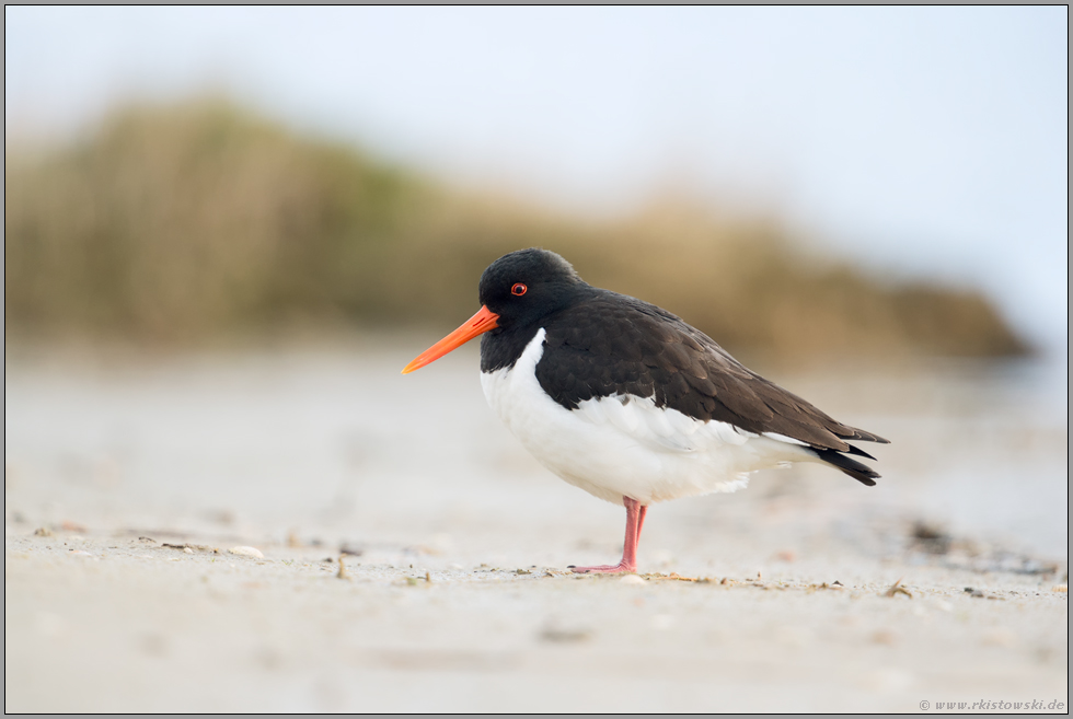 Ruhe am Strand... Austernfischer *Haematopus ostralegus*