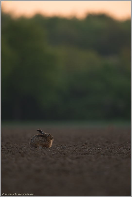 Hasenacker... Feldhase *Lepus europaeus*