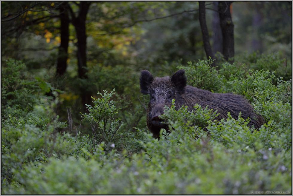 eine kleine Lücke im Unterholz... Wildschwein *Sus scrofa*