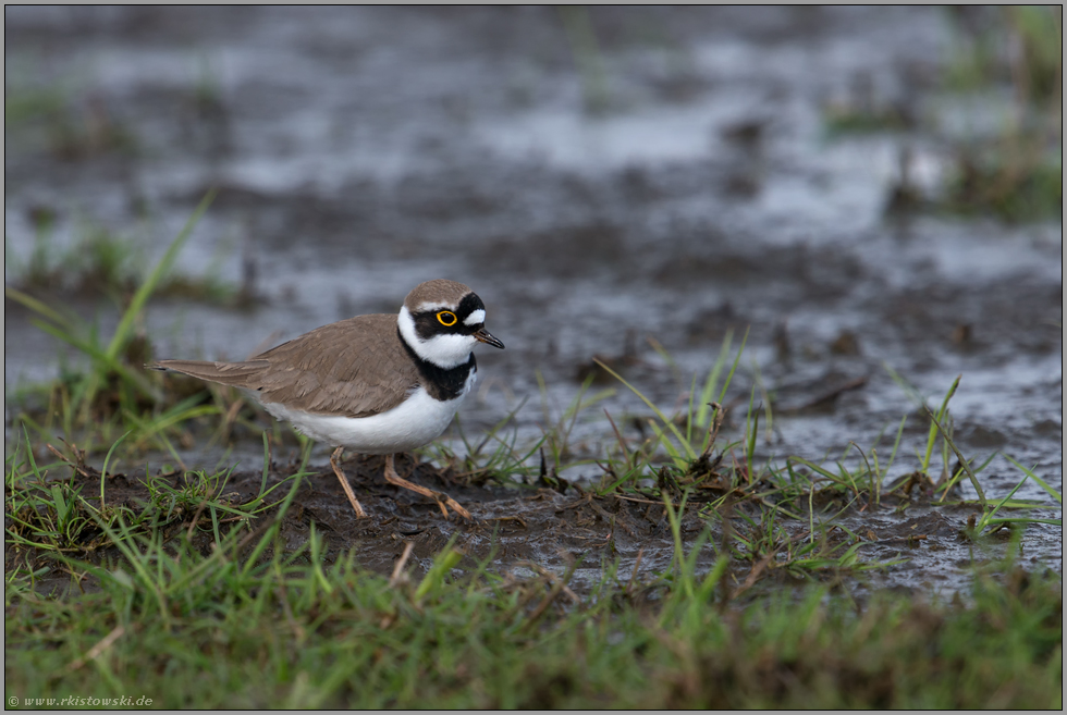 auf nassen Wiesen... Flussregenpfeifer *Charadrius dubius*