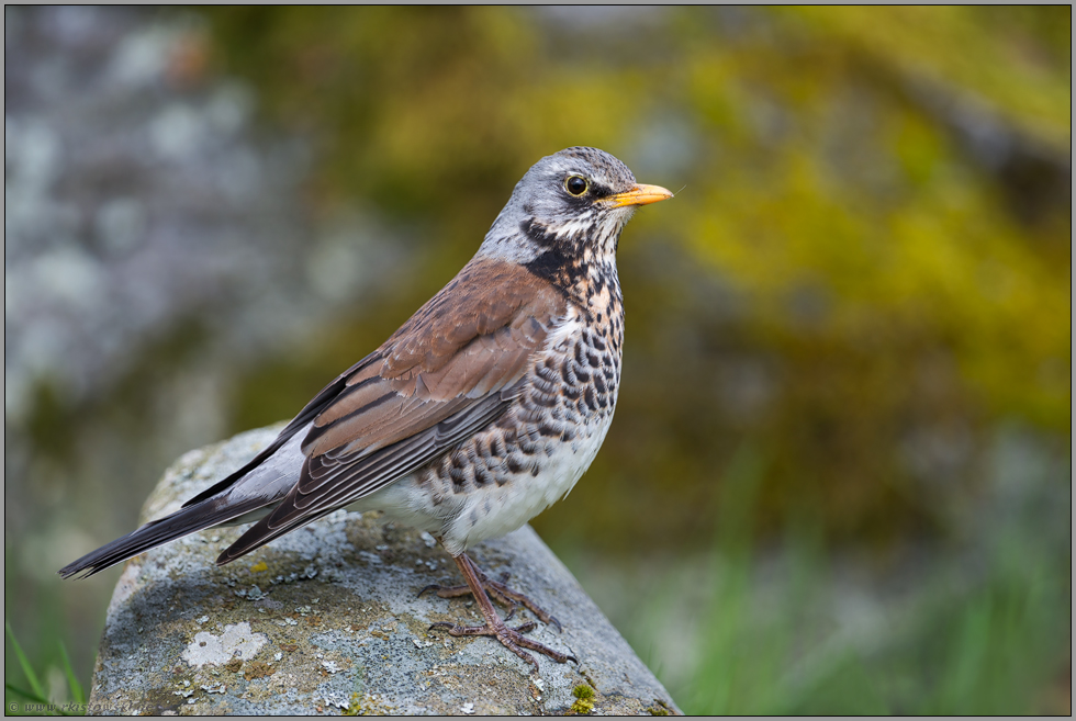 im Prachtkleid... Wacholderdrossel *Turdus pilaris*