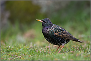 auf dem Sprung... Star *Sturnus vulgaris*