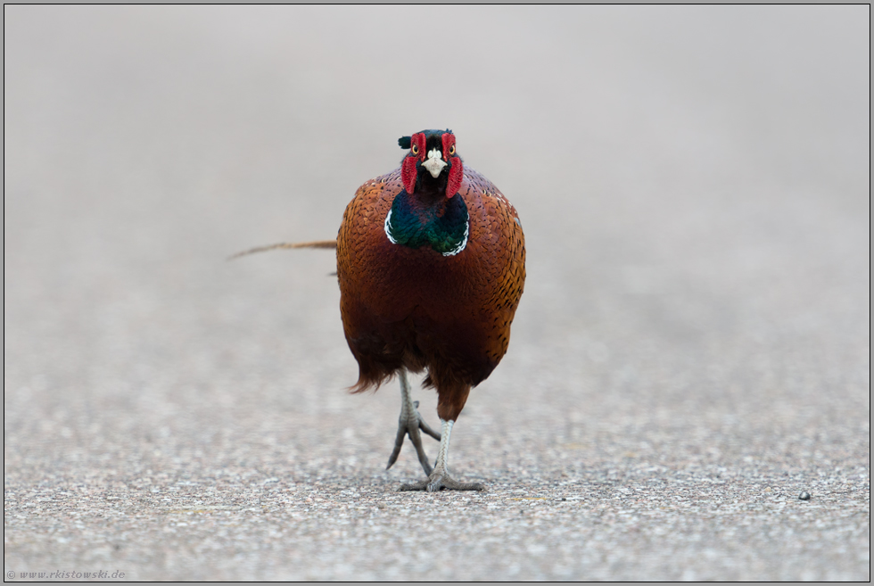 "Road-runner"... Jagdfasan *Phasianus colchicus*