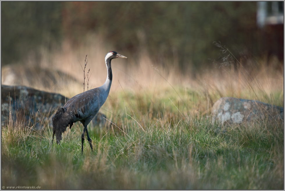 Schweden pur... Grauer Kranich *Grus grus*