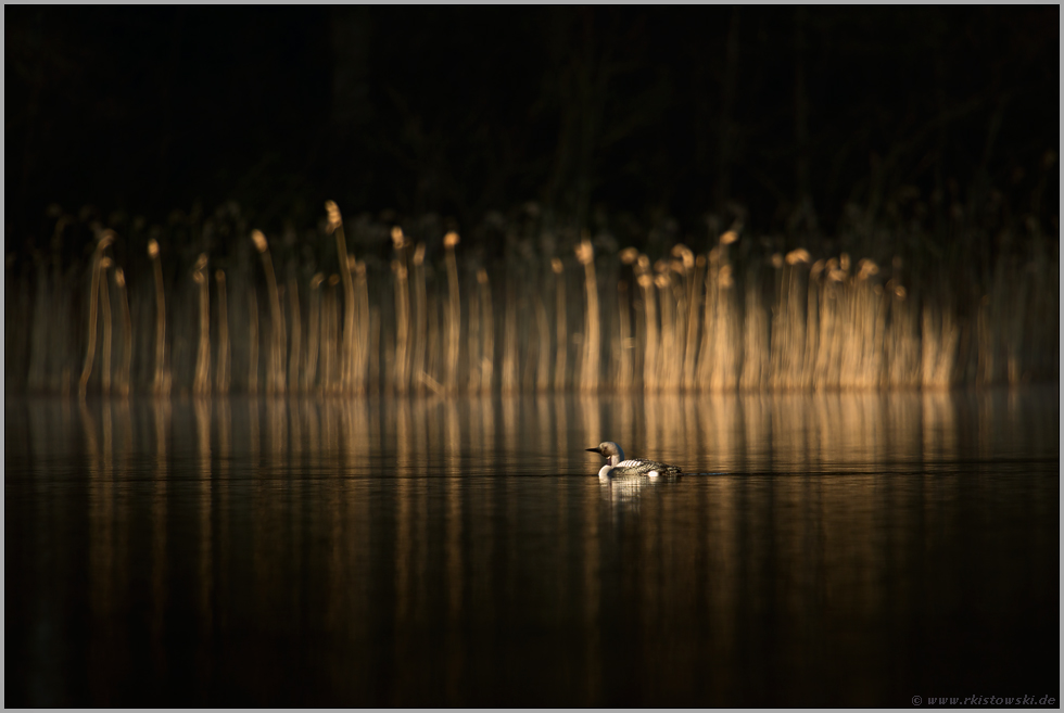 Lichtstimmung am See... Prachttaucher *Gavia arctica*