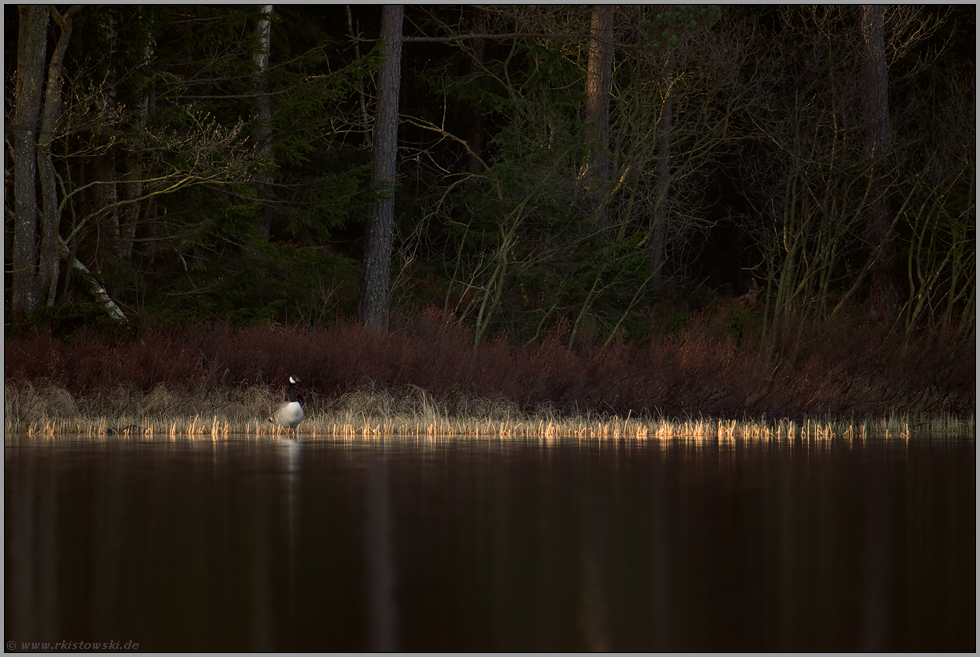 allein auf weiter Flur... Kanadagans *Branta canadensis*