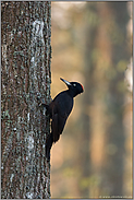 Charaktervogel... Schwarzspecht *Dryocopus martius*