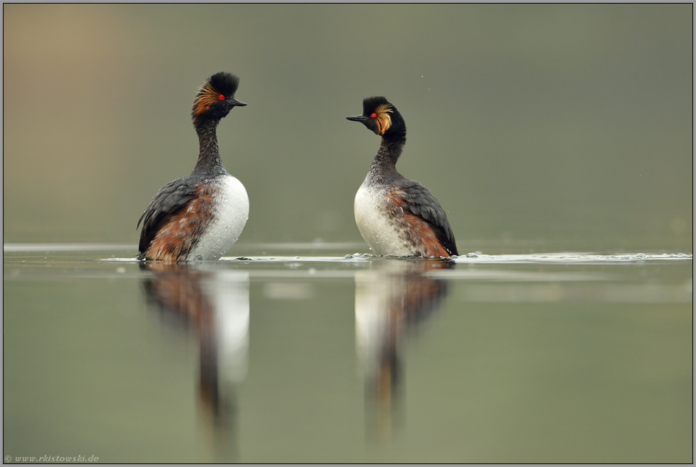 Balztanz... Schwarzhalstaucher *Podiceps nigricollis*